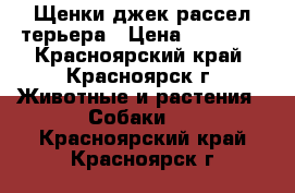 Щенки джек рассел терьера › Цена ­ 30 000 - Красноярский край, Красноярск г. Животные и растения » Собаки   . Красноярский край,Красноярск г.